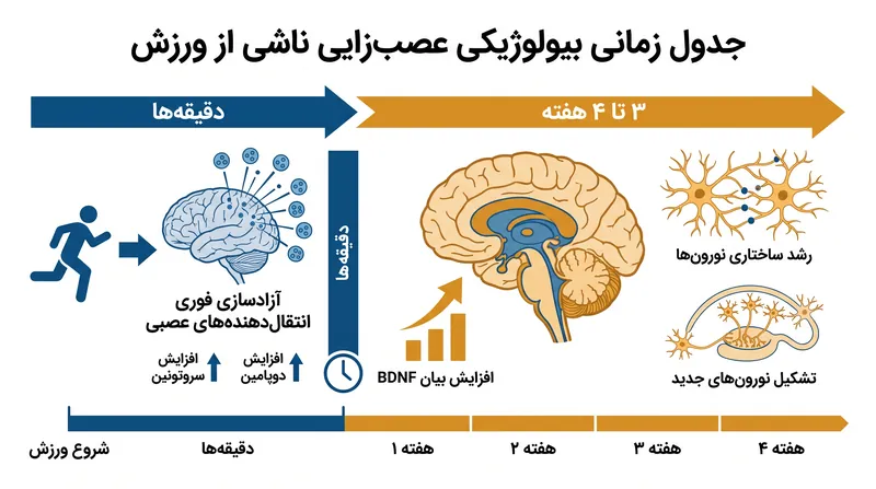 جدول زمانی تغییرات ساختاری مغز نیازمند هفته‌ها سیگنال‌دهی هوازی مداوم است.