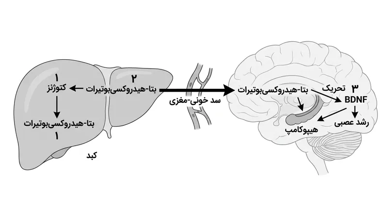 در طول فعالیت مستمر، کبد اجسام کتونی تولید می‌کند که بیان BDNF را در مغز فعال می‌سازند.