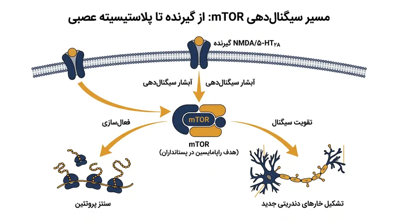 پل ارتباطی بیولوژیکی میان مسدود شدن گیرنده‌ها و تشکیل سیناپس‌های جدید.