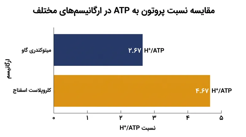 کلروپلاست‌ها برای سنتز هر ATP به ۷۵ درصد نیروی محرکه پروتونی بیشتری نسبت به میتوکندری پستانداران نیاز دارند.