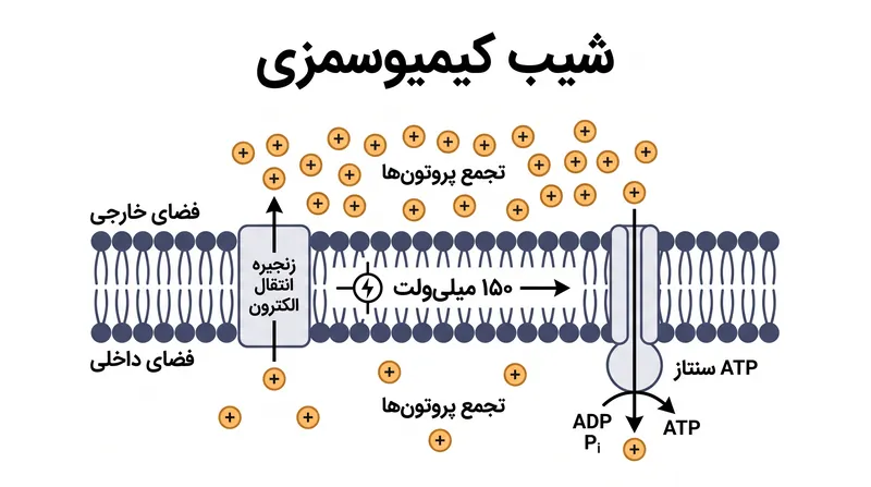 تجمع پروتون‌ها یک میدان الکتریکی موضعی با قدرت نزدیک به ۳۰ میلیون ولت بر متر ایجاد می‌کند.