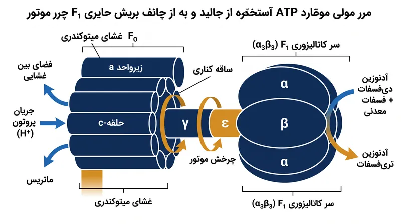 آنزیم ATP سنتاز به عنوان یک موتور چرخشی فیزیکی عمل می‌کند که سرعت چرخش آن به ۱۳۰ دور در ثانیه می‌رسد.