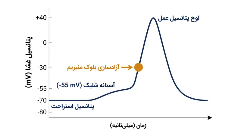 گیرنده NMDA نیازمند آن است که ولتاژ داخلی نورون از ۷۰- میلی‌ولت به حدود ۳۰- میلی‌ولت افزایش یابد تا بلوک منیزیمی خود را دفع کند.