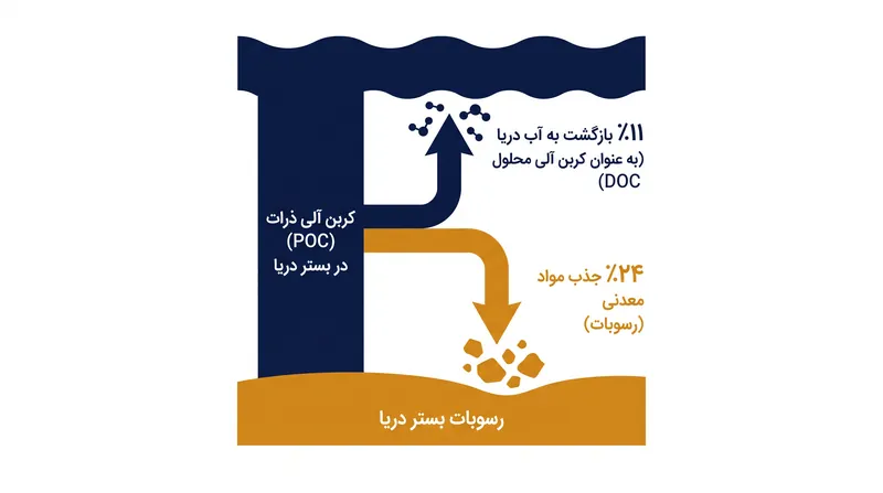 سرنوشت کربن آلی ذرات در رابط رسوب و آب.