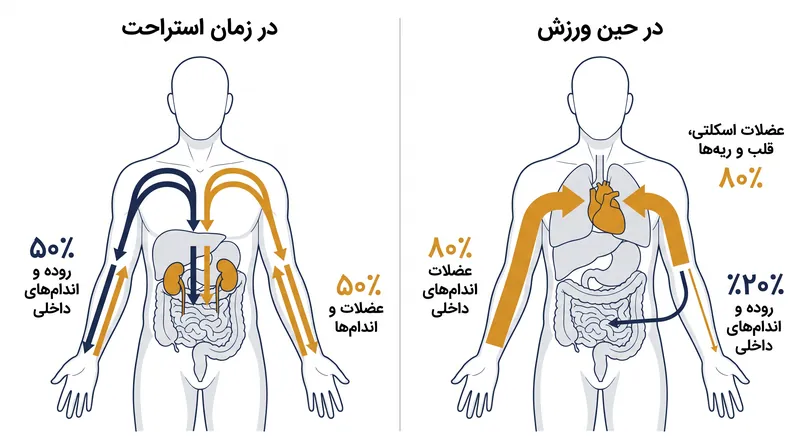 در طول ورزش‌های سنگین، سیستم عصبی خودمختار جریان خون را از دستگاه گوارش به سمت عضلات درگیر منحرف می‌کند.