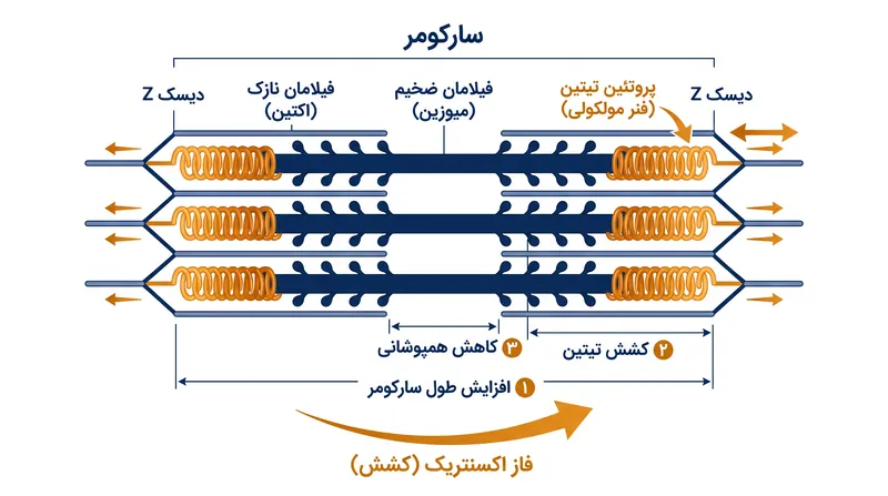 تیتین در طول انقباضات اکسنتریک به عنوان یک فنر غیرفعال عمل می‌کند و نیروی بالایی را با هزینه متابولیک پایین تولید می‌کند.
