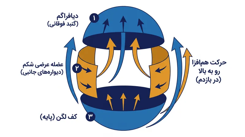 عضلات مرکزی مانند یک استوانه تحت فشار عمل می‌کنند که نیازمند هماهنگی تمام دیواره‌های آن است.