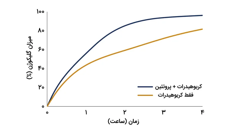 مصرف همزمان پروتئین با کربوهیدرات‌ها، سرعت ذخیره‌سازی گلیکوژن را در ساعات حیاتیِ بلافاصله پس از ورزش افزایش می‌دهد.