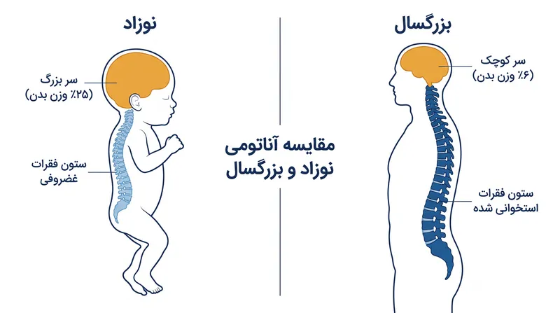 سر نوزاد حدود ۲۵ درصد از کل وزن بدن او را تشکیل می‌دهد که در هنگام تصادف فشار عظیمی به گردن غضروفی او وارد می‌کند.