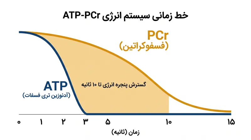 کراتین پنجره انرژی با شدت بالا را از حدود سه ثانیه به نزدیک ده ثانیه گسترش می‌دهد.
