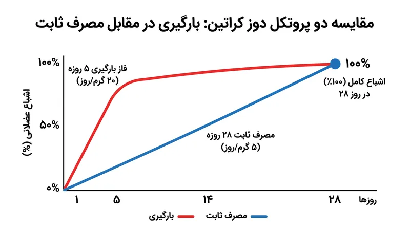 هم فاز بارگیری سریع و هم دوز ثابت روزانه، در عرض ۲۸ روز به اشباع کامل سلولی دست می‌یابند.