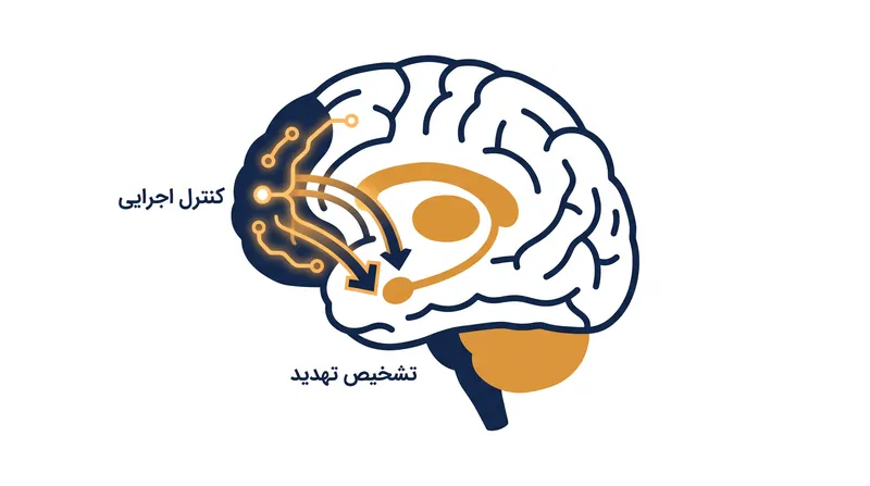قشر پیش‌پیشانی کنترل از بالا به پایین بر آمیگدال اعمال می‌کند و با ارسال سیگنال‌های بازدارنده، واکنش‌های هیجانی را کاهش می‌دهد.