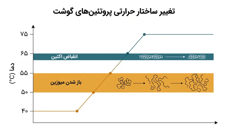 بازه‌های حرارتی که در آن‌ها پروتئین‌های خاص عضله تجزیه می‌شوند.