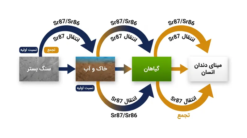 نسبت ایزوتوپ استرانسیم تقریباً بدون هیچ‌گونه تفکیک بیولوژیکی از سنگ بستر به زنجیره غذایی منتقل می‌شود.