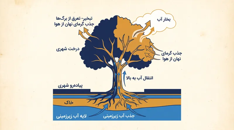 تبخیر-تعرق با تبدیل آب مایع به بخار و جذب گرمای نهان، هوای اطراف را خنک می‌کند.
