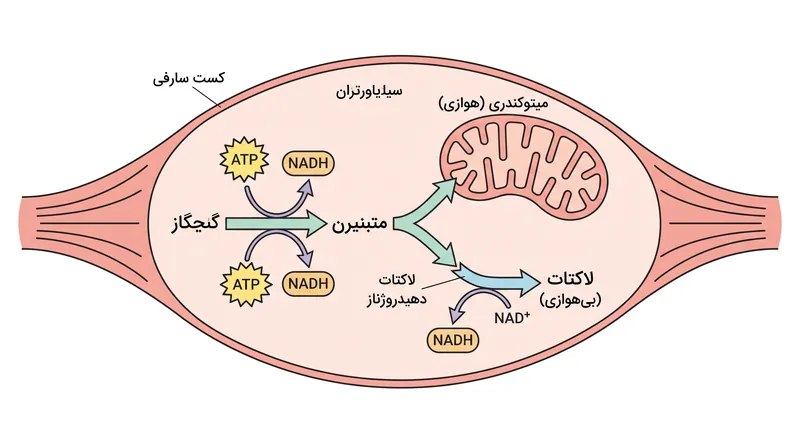 هنگامی که ظرفیت میتوکندری فراتر می‌رود، پیرووات اضافی به لاکتات تبدیل شده و در جریان خون آزاد می‌شود.