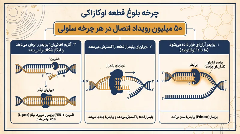 مسابقه امدادی آنزیمی که برای پردازش یک قطعه اوکازاکی منفرد مورد نیاز است.