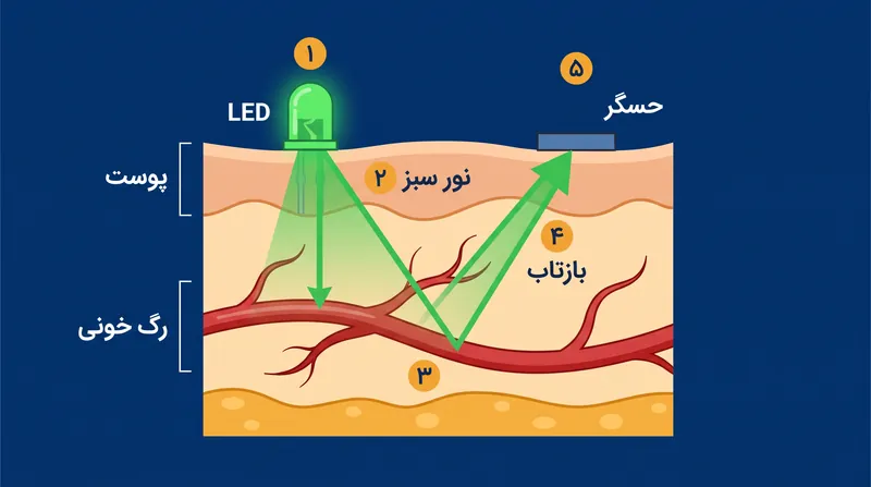 فوتوپلتیسموگرافی (PPG) بازتاب نور از رگ‌های خونی را برای تخمین ضربان قلب اندازه‌گیری می‌کند.