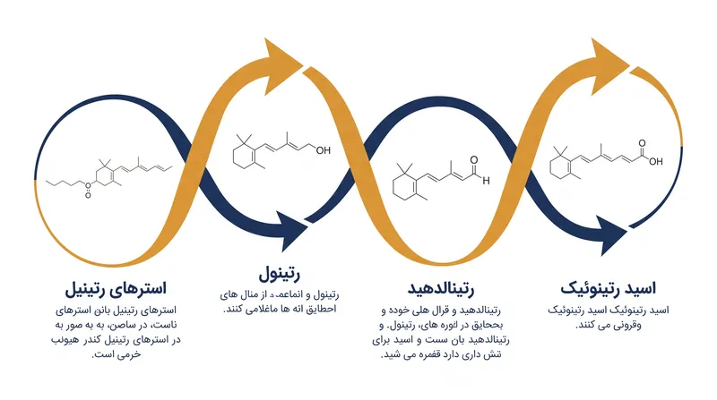 مسیر تبدیل آنزیمی دو مرحله‌ای که برای تبدیل رتینول به اسید رتینوئیک فعال نیاز است.