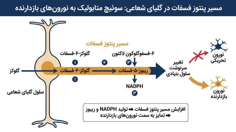 چگونه متابولیسم گلوکز به طور فعال انواع نورون‌های تولید شده توسط گلیای شعاعی را هدایت می‌کند.