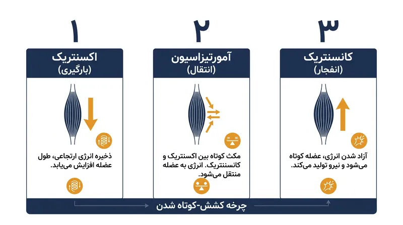 چرخه کشش-کوتاه شدن تعیین می‌کند که انرژی کشسانی چگونه در طول حرکت ذخیره و آزاد می‌شود.