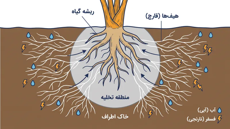 هیف‌های قارچی منطقه تخلیه ریشه را دور می‌زنند تا منابع دست‌نخورده خاک را استخراج کنند.