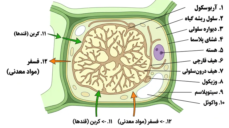 بازار بیولوژیکی: گیاهان کربن مایع را با مواد معدنی محلول در داخل قشر ریشه مبادله می‌کنند.