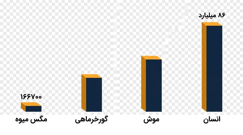 در حالی که کانکتوم مگس میوه ۱۶۶,۷۰۰ نورون را نقشه‌برداری می‌کند، مغز انسان دارای حدود ۸۶ میلیارد نورون است.