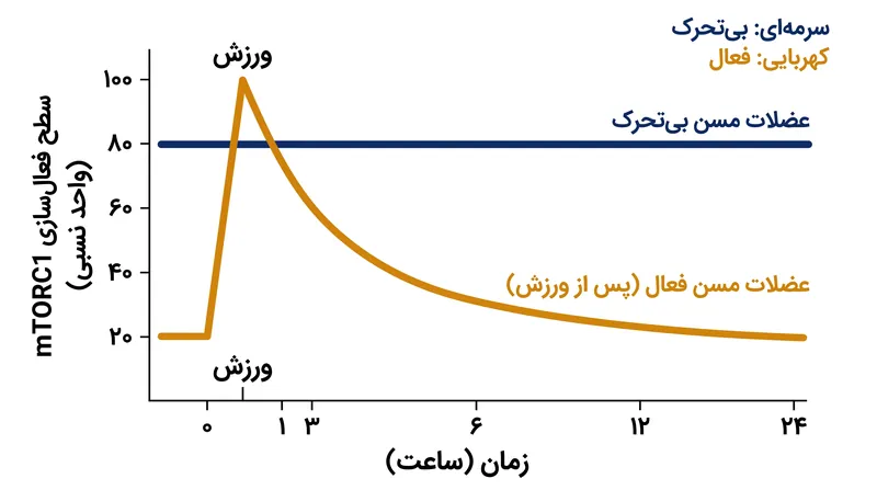 تمرینات قدرتی موقتاً خط پایه بیش‌فعال mTORC1 را سرکوب می‌کنند و اجازه می‌دهند هنگام مصرف پروتئین، یک جهش فعال‌سازی واضح رخ دهد.
