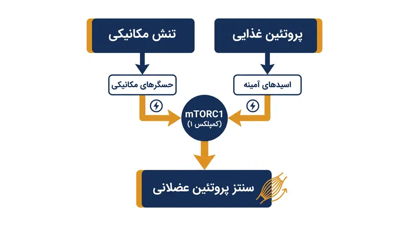 کمپلکس mTORC1 به عنوان کلید اصلی رشد عضله عمل می‌کند و سیگنال‌های ناشی از ورزش و تغذیه را یکپارچه می‌سازد.