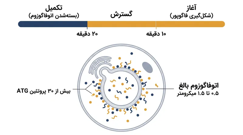 مقیاس فیزیکی و جدول زمانی ساخت اتوفاگوزوم در سلول‌های پستانداران.