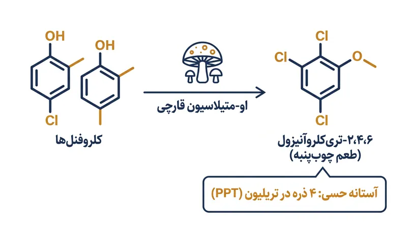 مسیر بیوشیمیایی که کلروفنل‌های محیطی را به TCA تبدیل می‌کند.