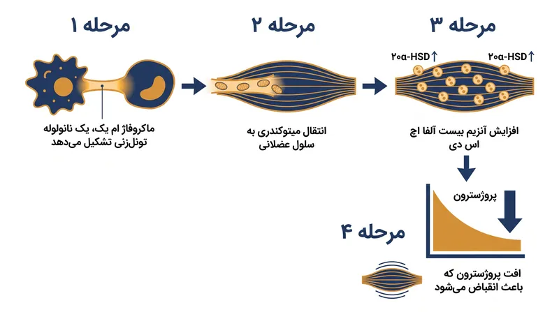 انتقال میتوکندری چگونه باعث توقف موضعی اثر پروژسترون در رحم می‌شود.
