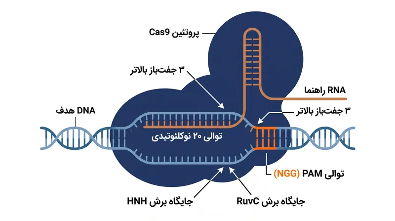 برش دقیقاً سه جفت‌باز بالاتر از توالی PAM رخ می‌دهد و توسط دامنه‌های نوکلئازی HNH و RuvC هدایت می‌شود.
