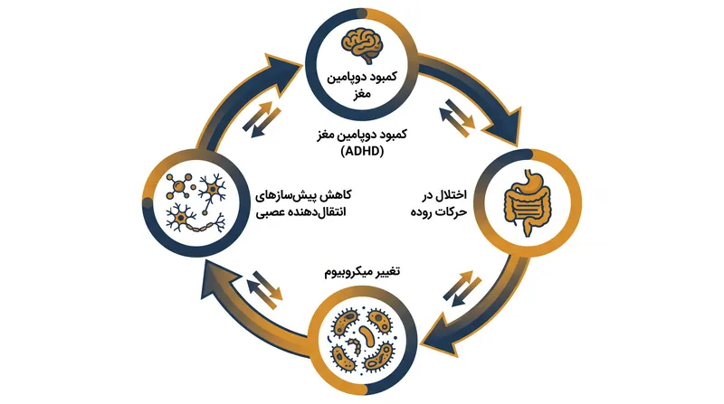 رابطه دوطرفه بین مغز و روده می‌تواند یک چرخه تشدیدکننده از کمبود انتقال‌دهنده‌های عصبی ایجاد کند.