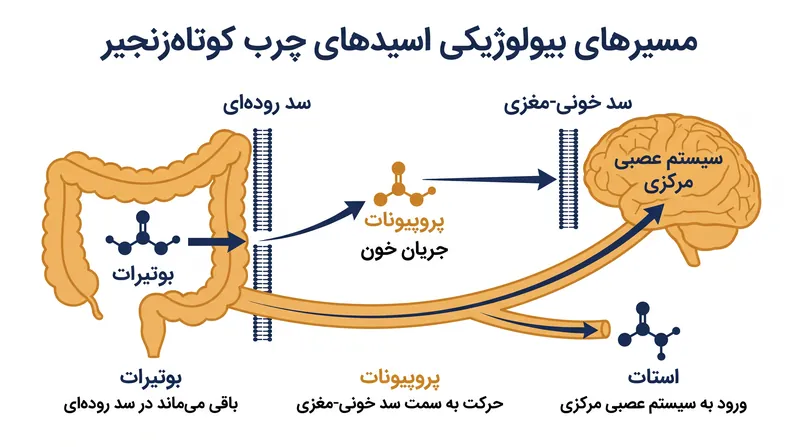 این سه اسید چرب کوتاه‌زنجیر اصلی از مسیرهای متمایزی برای تأثیرگذاری بر عملکرد عصبی استفاده می‌کنند.