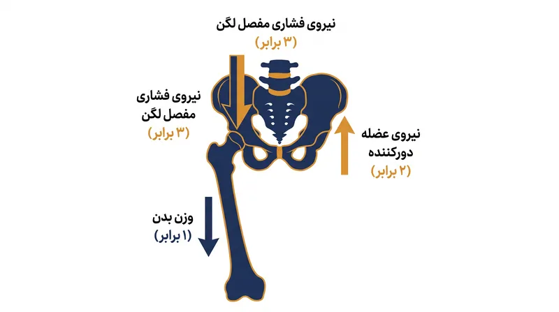 عضلات دورکننده لگن فقط برای اینکه لگن را هنگام ایستادن روی یک پا تراز نگه دارند، باید نیرویی معادل تقریباً دو برابر وزن بدن تولید کنند.