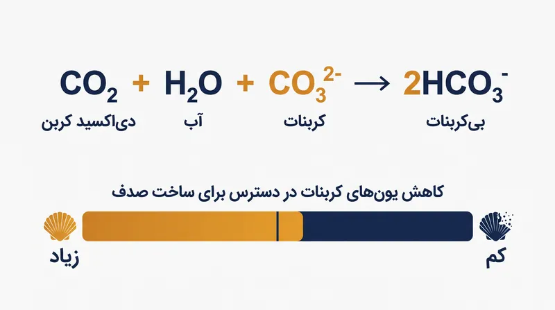 با جذب دی‌اکسید کربن توسط اقیانوس، واکنش‌های شیمیایی یون‌های کربنات آزاد را که حیات دریایی برای ساخت صدف به آن‌ها نیاز دارد، کاهش می‌دهند.