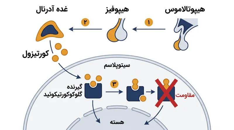 مکانیسم مقاومت به گلوکوکورتیکوئید، جایی که سلول‌ها نسبت به سیگنال‌های ضدالتهابی کورتیزول ناشنوا می‌شوند.