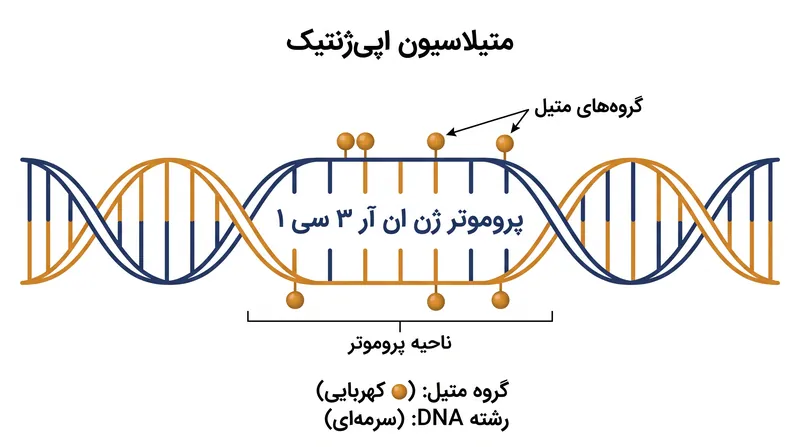 گروه‌های متیل به جایگاه‌های CpG در پروموتر ژن NR3C1 متصل می‌شوند و گیرنده را در حالت کاهش‌یافته قفل می‌کنند.