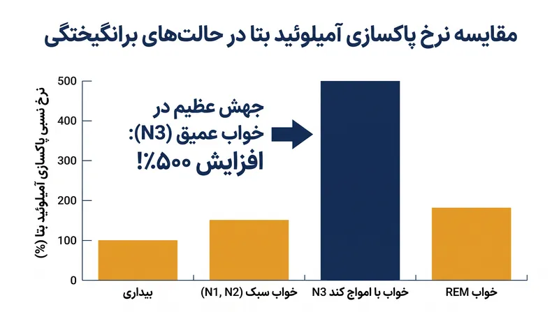 پاکسازی گلیمفاتیک پروتئین‌های سمی عصبی در طول خواب عمیق در مقایسه با حالت بیداری دو برابر می‌شود.