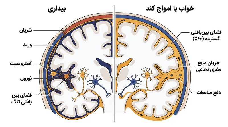 در طول خواب عمیق، سلول‌های گلیال منقبض می‌شوند تا فضای بین‌بافتی را تا ۶۰ درصد گسترش دهند و به مایع اجازه دهند آزادانه جریان یابد.