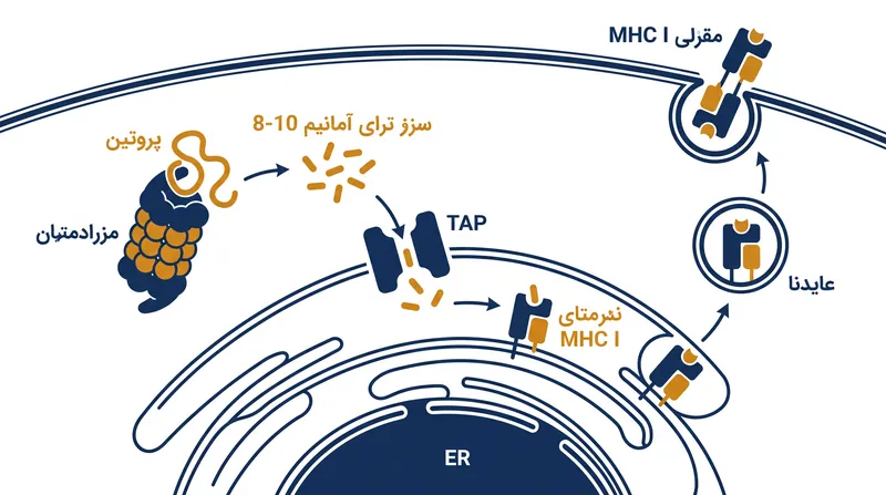 مسیر درون‌سلولی: پروتئین‌های داخلی چگونه تجزیه شده و از طریق کلاس یک MHC به سطح سلول هدایت می‌شوند.
