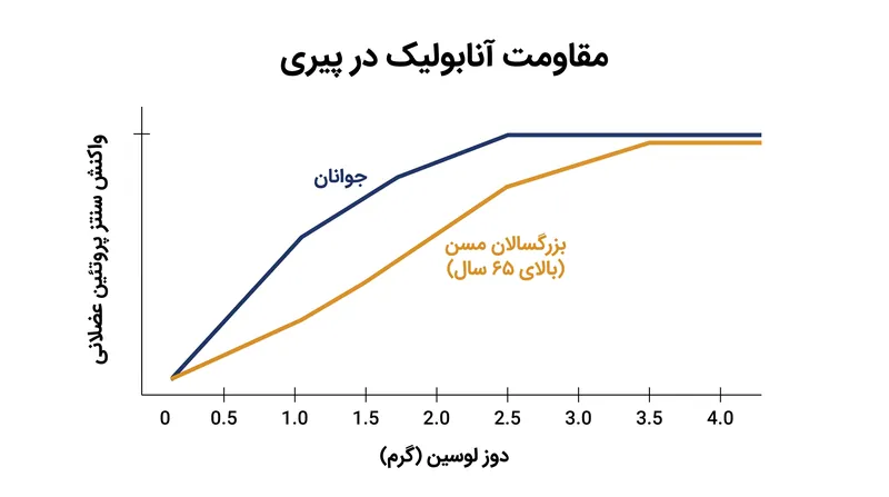 با بالا رفتن سن، مسیر mTOR حساسیت خود را از دست می‌دهد و برای فعال‌سازی کامل عضله‌سازی، به دوز بیشتری از لوسین در هر وعده نیاز دارد.