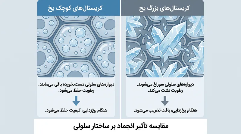 نوسانات دمایی باعث رشد کریستال‌های یخ می‌شوند که دیواره‌های سلولی را سوراخ کرده و بافت غذا را از بین می‌برند.