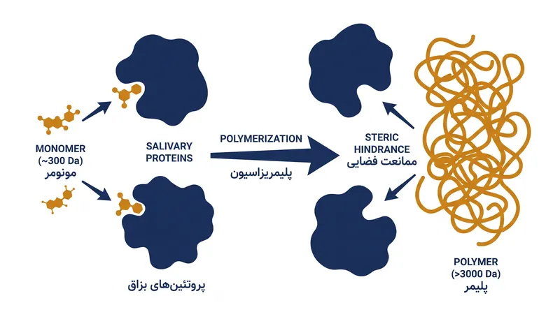 مولکول‌های کوچک تانن پروتئین‌های روان‌کننده را از بزاق جدا می‌کنند، در حالی که زنجیره‌های پلیمریزه بزرگ‌تر برای اتصال بیش از حد حجیم هستند.