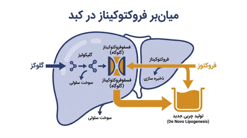 فروکتوز با دور زدن ایستگاه اصلی کنترل انرژی در کبد، آن را وادار به تولید مداوم چربی می‌کند.