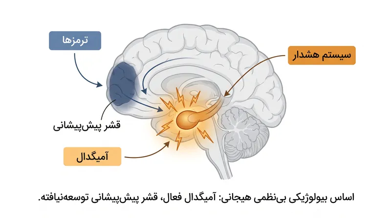 عدم تعادل ساختاری بین آمیگدال و قشر پیش‌پیشانی توضیح می‌دهد که چرا منطق آوردن برای یک کودک نوپای در حال جیغ زدن بی‌فایده است.