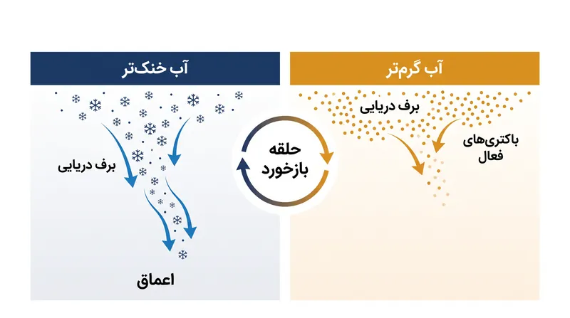 دمای بالاتر اقیانوس متابولیسم باکتری‌ها را تسریع می‌کند و باعث می‌شود برف دریایی در عمق کمتری از ستون آب مصرف شود.