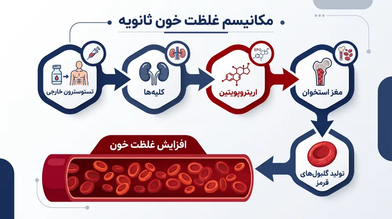 چگونه تستوسترون‌درمانی باعث تولید بیش‌ازحد گلبول‌های قرمز می‌شود.